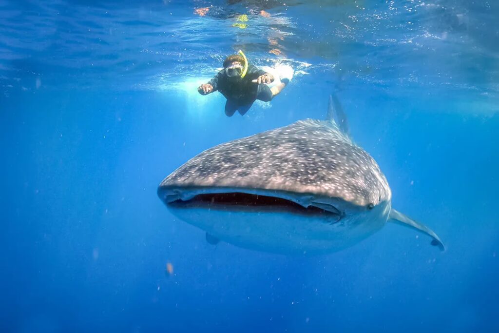 Swimming with Giants: Why a Whale Shark Tour in Sumbawa Should Be Your Next Adventure