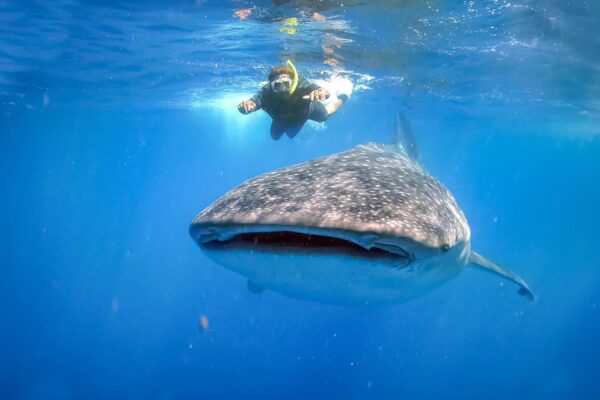 Swimming with Giants: Why a Whale Shark Tour in Sumbawa Should Be Your Next Adventure