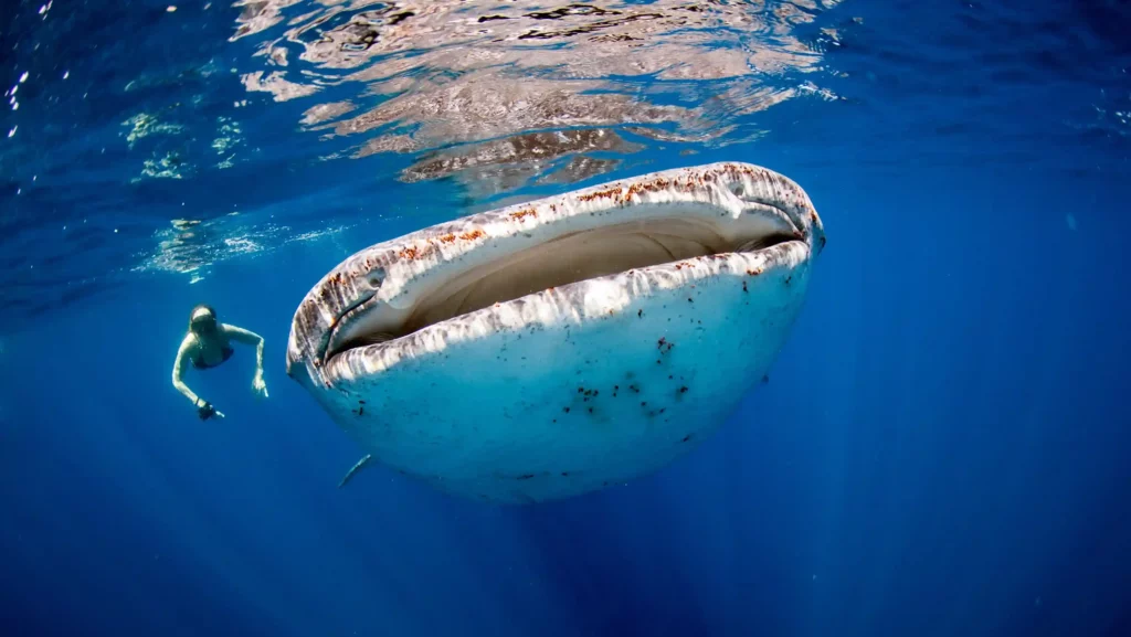 Unveiling the Ocean’s Gentle Giants: Why the Sumbawa Whale Shark Tour Should Be on Your Bucket List