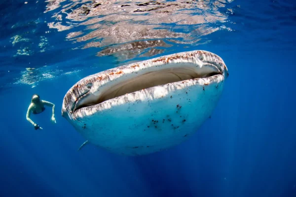 Unveiling the Ocean’s Gentle Giants: Why the Sumbawa Whale Shark Tour Should Be on Your Bucket List