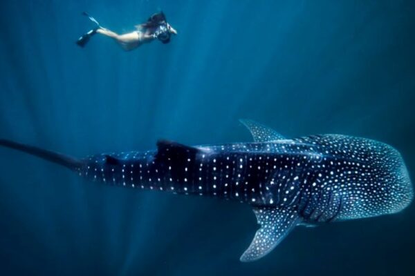 Swimming with Giants: Why a Saleh Bay Whale Shark Tour Should Be on Your Bucket List