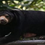 Jepang Waspada Serangan Beruang, Wisatawan Diminta Hati-Hati