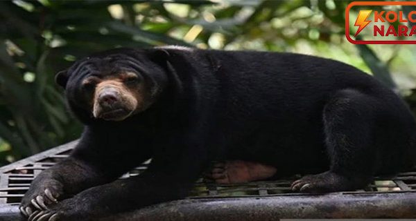 Jepang Waspada Serangan Beruang, Wisatawan Diminta Hati-Hati