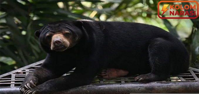 Jepang Waspada Serangan Beruang, Wisatawan Diminta Hati-Hati